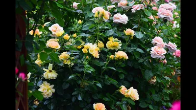 Чайно-гибридные розы. Топ 10 моего сада - YouTube