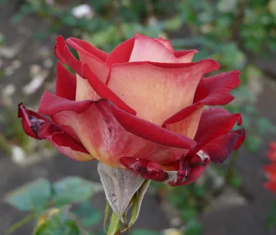 Роза биколетте - 54 фото