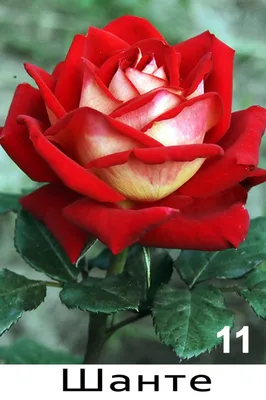 Красивые чайно гибридные розы - 83 фото