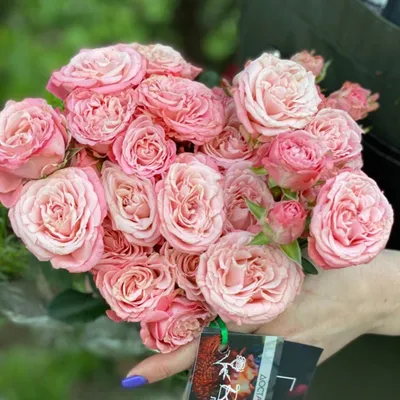 Роза Кустовая \"Мадам Бомбастик\" с доставкой в Новороссийске в интернет  магазине цветов Роз Новоросс