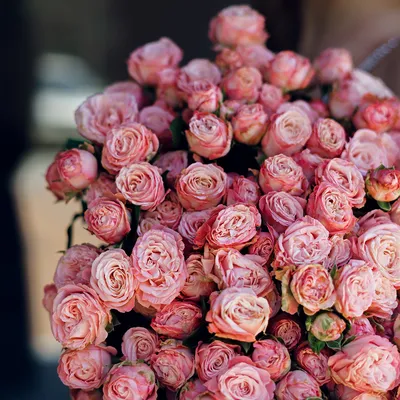 Кустовые розы Мадам Бомбастик - La Rose