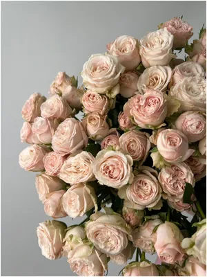 Букет Роза кремовая кустовая Бомбастик 17 шт 50 см — купить в  интернет-магазине по низкой цене на Яндекс Маркете