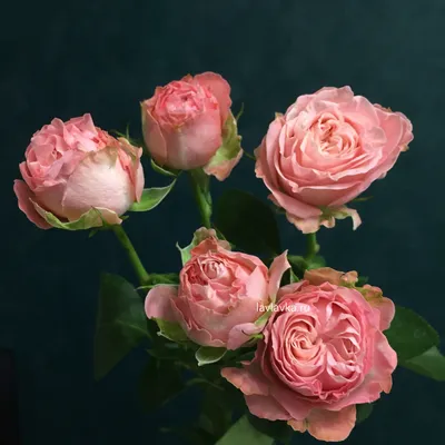 Роза кустовая пионовидная мадам бомбастик 50-60 см – Цветочная Лав-Лавка