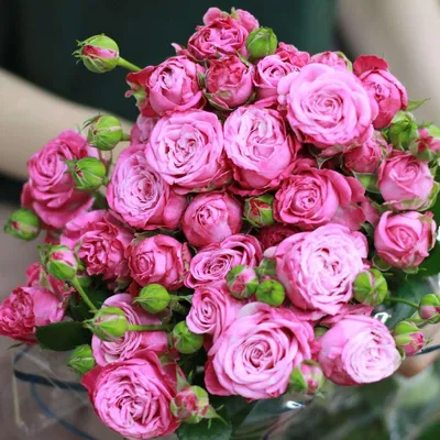 Купить Саженцы спрей розы Леди Бомбастик (Lady Bombastik) от  интернет-магазина \"AGRO-LANDING\"