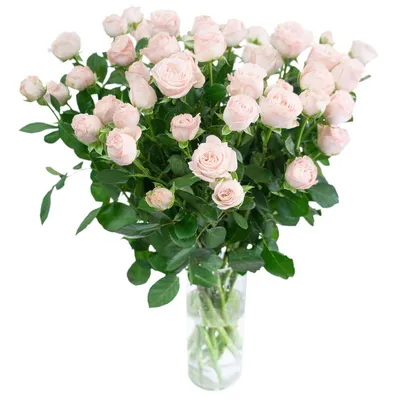 Кустовая пионовидная роза Бомбастик по цене 450 ₽ - купить в RoseMarkt с  доставкой по Санкт-Петербургу