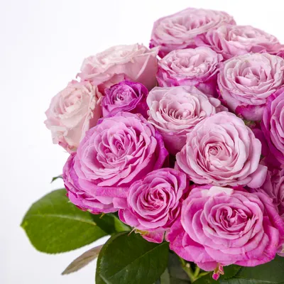 9 розовых кустовых роз Леди Бомбастик - купить в Москве по цене 7590 р -  Magic Flower