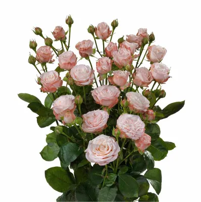 Купить кустовую пионовиднаю розу Мисти баблс оптом из российских питомников  в компании RoseOpt г. Москва