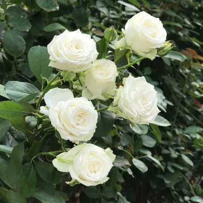 Роза спрей Бомбастик Вайт (Rosa spray Bombastic White) ОКС осень 2023 —  Питомник Летний сад