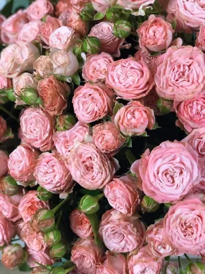 Кустовая роза «Мадам Бомбастик» (Madam Bombastic) - 250 руб, купить в  Воронеже в магазине «Цветы Экспресс»