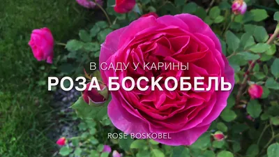 Английская Роза Боскобель.rose Boskobel - YouTube