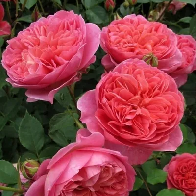 Роза «Боскобель»