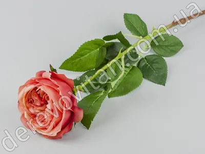 Роза Остина Боскобель искусственная, ткань, 72 см, цена 160 грн — Prom.ua  (ID#1237647837)