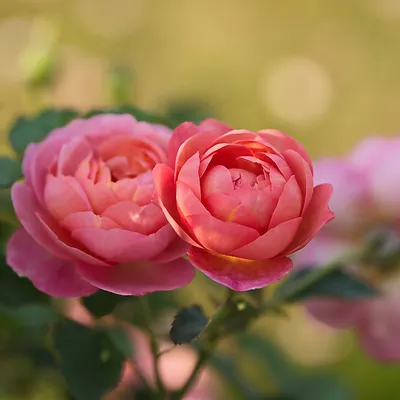 Boscobel | Современные садовые розы | Roses' Name