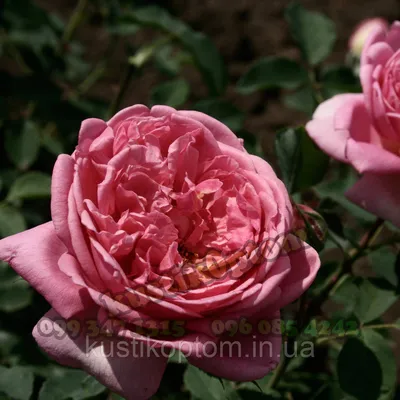 Купить Боскобель, Фото и описание роз, Саженцы английских роз в интернет  магазине \"КустикОптом\" саженцы от производителя.