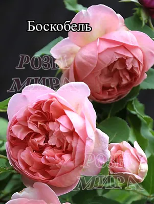 роза английская Боскобель | rozimira