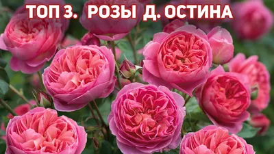 3 розы Д.Остина - замечательного здоровья и выразительного, запоминающегося  облика! Роза Боскобель - YouTube