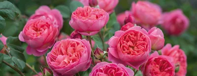 Поступление оригинальных роз из Английского питомника Д.Остина! | Зеленый  город