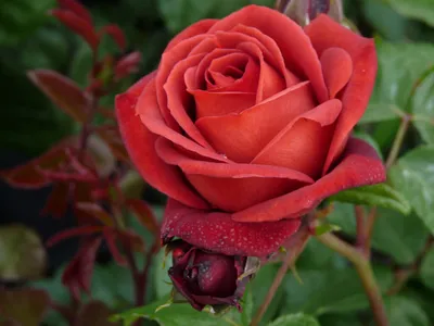 Роза 'Боскобель' (парковая) (розовая) купить по цене 1.150,00 руб. руб. в  Москве в питомнике растений Южный