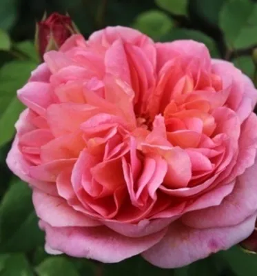 Роза английская душистая Боскобель С6 – купить в Казани по низкой цене |  Питомник «Биосфера»: саженцы, грунты, садовый инвентарь