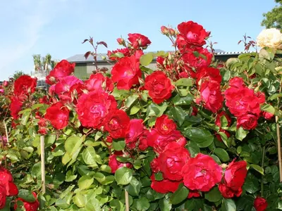 Роза канадская парковая Чамплейн (Rose Canadian Park Champlain ) 6л, цена в  Санкт-Петербурге от компании Вилла-планта (садовый центр и питомник  растений, ландшафтное бюро)