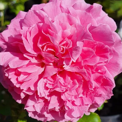 Принцесса Мейко (Princess Meiko) японская роза. купить розу интернет. розы  питомник. академия роз. роза джубиле селебрейшен. куст розы фото. роза  лагуна. розу де принц. 1 куст розы. роза принц. роза элла. роза