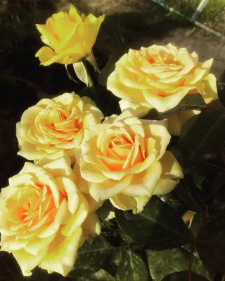 Гейша роза - описание и характеристики сорта, как вырастить, советы |  РозоЦвет