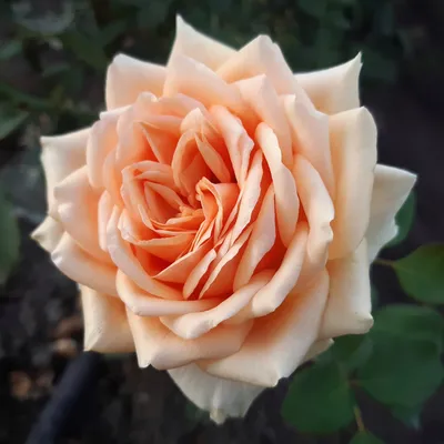 Роза флорибунда Гейша – купить за 296.24 руб.