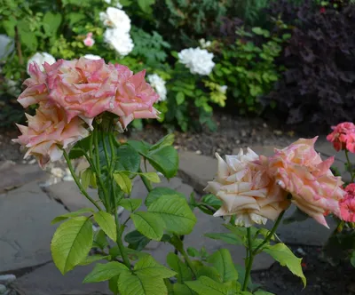 Роза флорибунда (Geisha) Гейша: описание и выращивание | Питомник Зеленые  Ворота