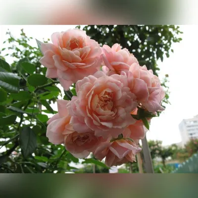Роза Гейша (Geisha) продажа саженцев роз