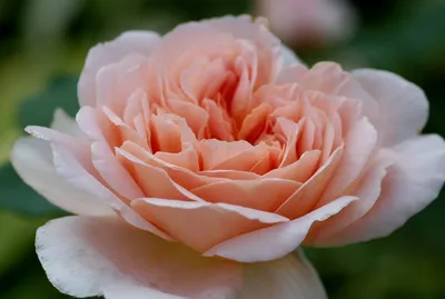 Как выглядит роза \"Гейша\": особенности выращивания растения и полезные  советы по уходу