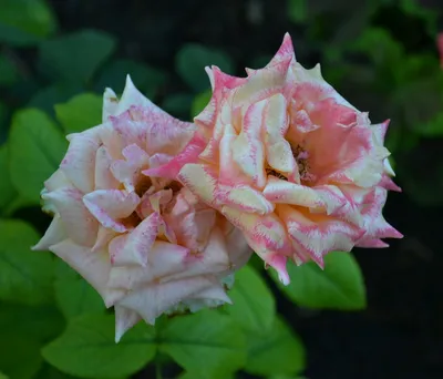 Роза флорибунда (Geisha) Гейша: описание и выращивание | Питомник Зеленые  Ворота