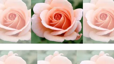 Rose GEISHA (Гейша роза) - YouTube