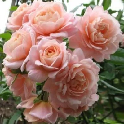 Розы: классификация для начинающих цветоводов - Первый садовый