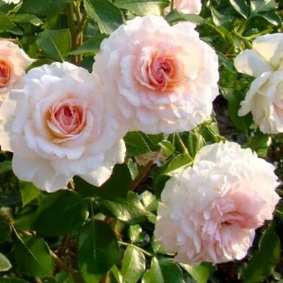 Роза 'Гейша' (флорибунда) (персиковая) купить по цене 760,00 руб. руб. в  Москве в питомнике растений Южный