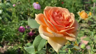 Роза флорибунда - Гейша (Geisha) в июле. - YouTube