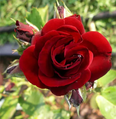Каталог: Розы — Сев-Кав ЦВЕТЫ