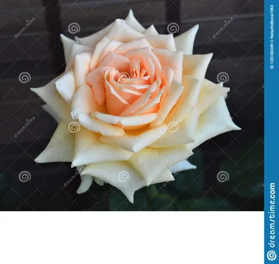 Гейша разнообразий цветка розовая, Floribunda, Tantau Стоковое Изображение  - изображение насчитывающей ñ€ð°ð·ð²ðµñ‚ð²ð»ñ ñ , coð»ð½ñ†ðµ: 126100349