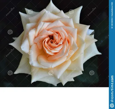 Гейша разнообразий цветка розовая, Floribunda, Tantau Стоковое Фото -  изображение насчитывающей ñ€oð·ñ‹, coð»ð½ñ†ðµ: 126100354