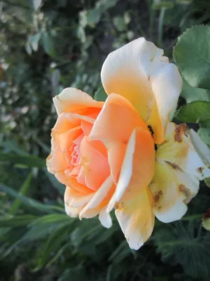 Роза Geisha (Гейша). Растение имеет очень красивый цветок, который даже при  полном распускании не раскрывает серединку. А связано это с те… | Розы,  Цветок, Растения