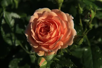 Гейша роза - описание и характеристики сорта, как вырастить, советы |  РозоЦвет