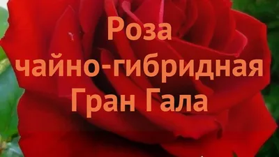 Роза чайно-гибридная Гранд Гала (grand gala) 🌿 обзор: как сажать, саженцы розы  Гранд Гала - YouTube