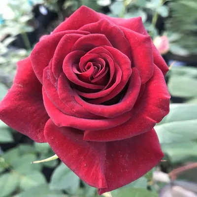 Купить Саженцы розы \"Гранд Гала\" по лучшей цене в Москве и области - Первый  садовый