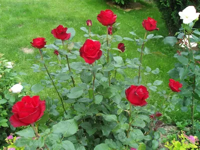 Купить саженцы Роза Гран Гала с доставкой почтой | Питомник саженцев  Краснодар «КФХ Фруктовый сад»
