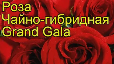 Роза чайно-гибридная Гранд Гала. Краткий обзор, описание характеристик  Grand Gala - YouTube