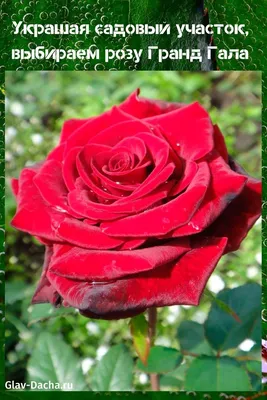 Роза Гранд Гала - описание сорта чайно-гибридной розы, посадка