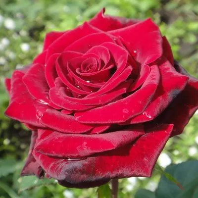 Роза чайно-гибридная Гранд Гала — Рассада цветов и овощей.
