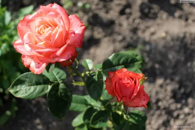 Роза чайно-гибридная Анжелика / Angelique (Kordes) - «Самая красивая  коралловая чайно-гибридная роза - Анжелика /Angelique (Kordes)? Чем ее  подкормить для обильного цветения? » | отзывы