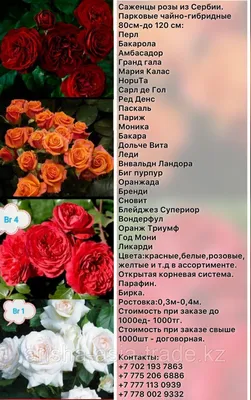 Саженец розы чайно - гибридные высокие Сербия: продажа, цена в Есике.  Рассада и саженцы цветов от \"ТОО \"Arisha eurasia tradE\"\" - 93376809