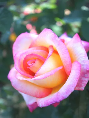Rosa 'Sheila's Perfume' — Википедия