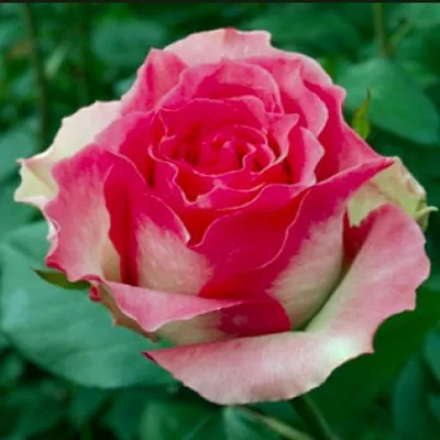Роза чайно-гибридная Малибу — Рассада цветов и овощей.